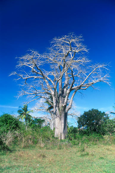 Baobab Tree